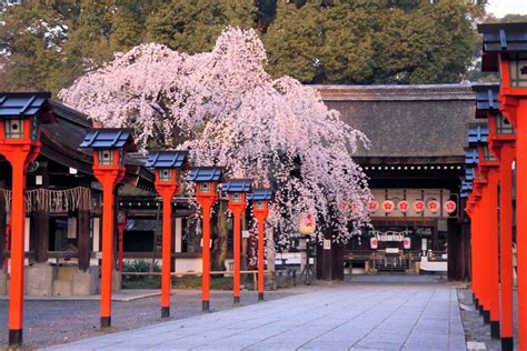 京都「平野神社」の桜の見ごろ、開花予想は？花見茶屋は予約がおすすめ 京都府 トラベルジェイピー 旅行ガイド