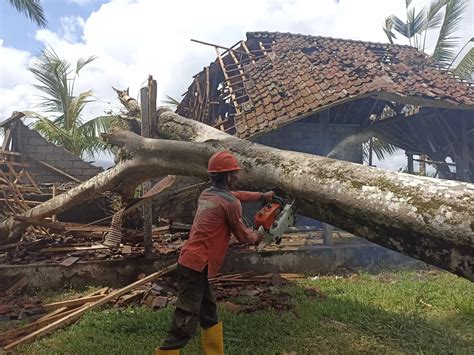 Awas Bencana Pohon Tumbang Timpa Pura Di Gianyar Pohon Kelapa Hantam