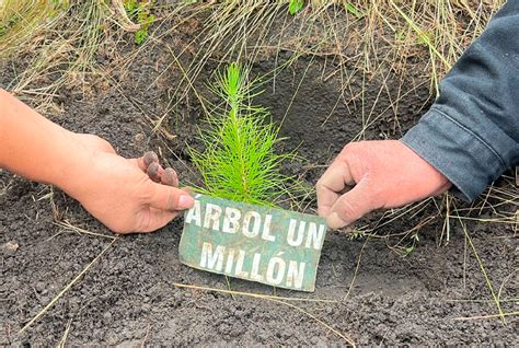 GRACIAS A NEWMONT FONCREAGRO SE LOGRÓ PLANTAR MÁS DE UN MILLÓN DE