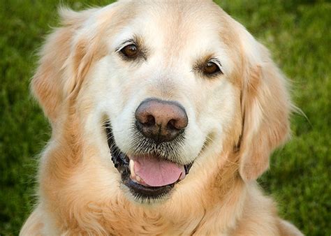 Flickriver: Searching for photos matching 'golden retriever smiling'