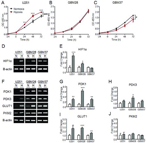 The Cell Proliferation Rates And The Expression Levels Of Hypoxia And