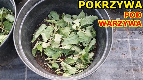 Pokrzywa pod Pomidory i inne Warzywa Nawóz z Pokrzywy pod korzeń