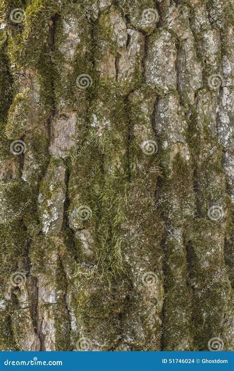 Oak tree bark stock photo. Image of larch, woodland, bark - 51746024