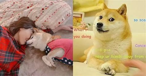 Shiba inu who inspired the 'doge' meme is ill with leukemia