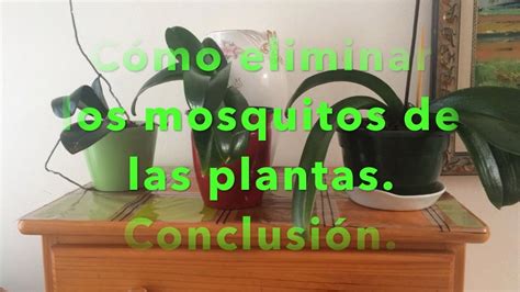 Cómo eliminar los mosquitos de nuestras plantas Conclusión YouTube