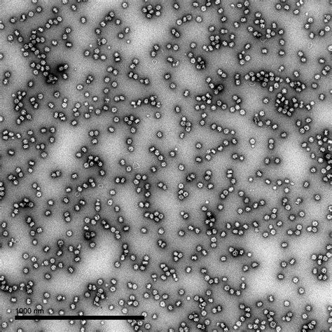 Dengue Virus Serotype Vlp The Native Antigen Company