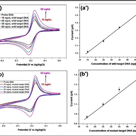 Cyclic Voltammograms Of Ss DNA SH Au Electrode After Hybridization With