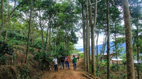 Huánuco Agricultores promovidos por Devida inician producción de