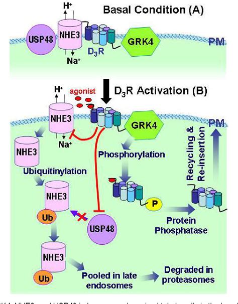 Figure From Dopamine Receptor D R And D R And Grk Interaction In