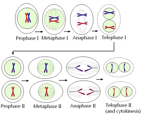 Meiosis Diagram