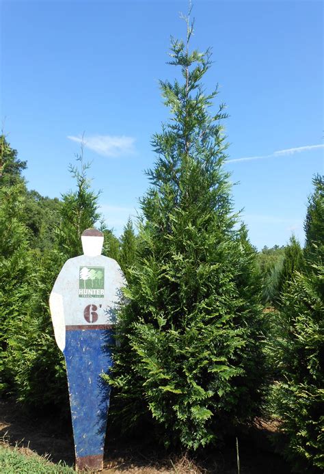 Arborvitae Green Giant