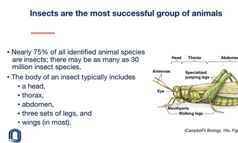 The Evolution Of Invertebrate Diversity Flashcards Quizlet