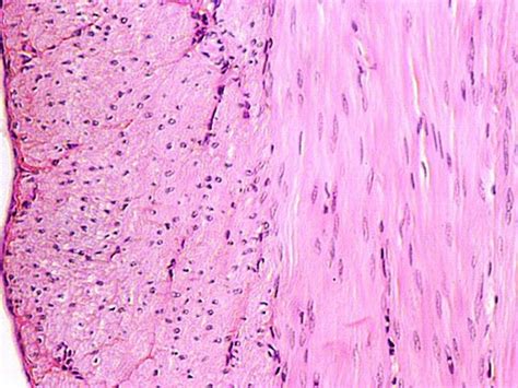 SMOOTH MUSCLE | Microanatomy Web Atlas | Gwen V. Childs, Ph.D.