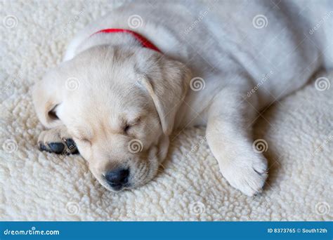 Yellow Lab Puppy Sleeping