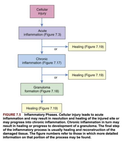 Tp Chapter Innate Immunity Inflammation And Wound Healing