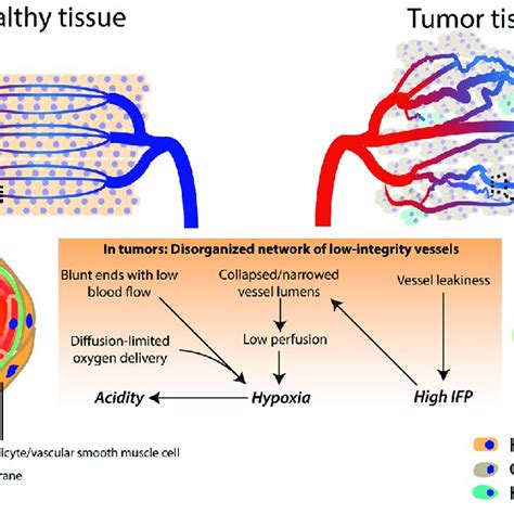 Pdf Defining The Role Of The Tumor Vasculature In Antitumor Immunity