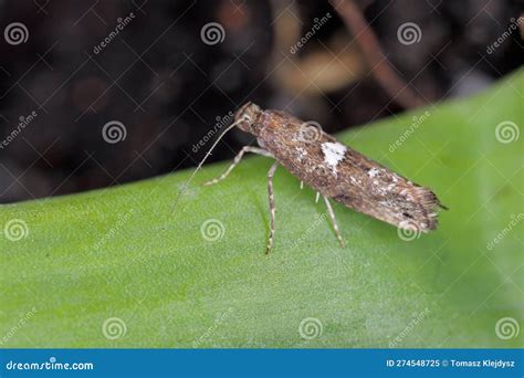 Detailed Closeup On The Small Leek Moth Acrolepiopsis Assectella