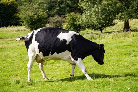 Cow Free Stock Photo - Public Domain Pictures