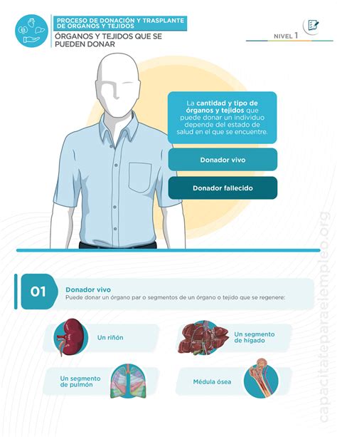 Órganos y tejidos que se pueden donar Teorias en enfermeria Studocu