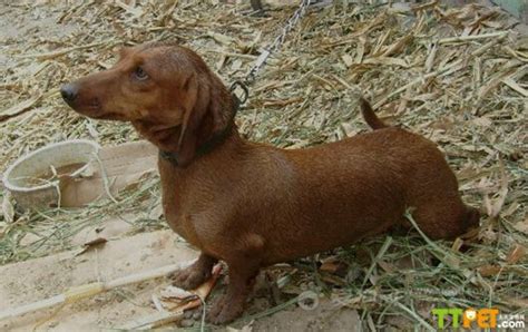 臘腸犬的調教與飼養 愛寵物咨詢網