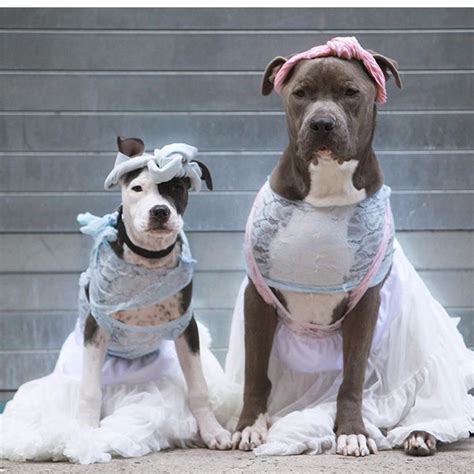 20 Pawsome Halloween Dog Costumes — My Pit Bull Friend