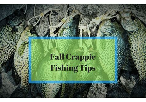 12 Fall Crappie Fishing Tips To Catch More Fish - RangetoReel