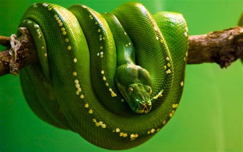 snake wallpaper