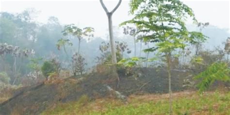 Inra Desmiente Titulaci N De Tierras Dentro De La Reserva Forestal El