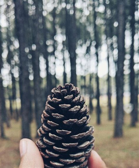 Premium Photo Close Up Of Hand Holding Pine Cone At Forest