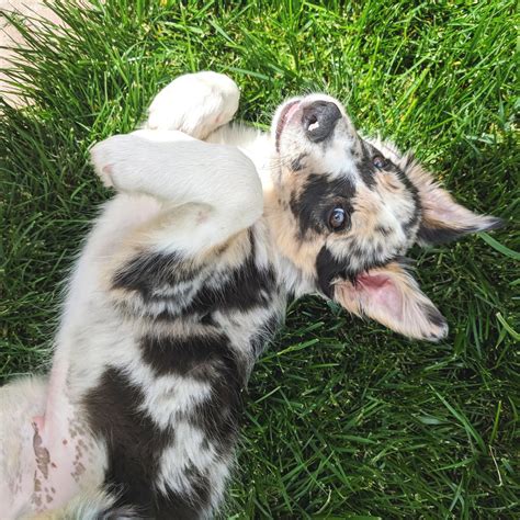 Adolescent & Adult Dogs — Tailored Dog Training