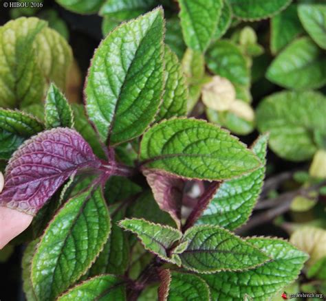 Plectranthus Purpuratus Plantes En Cours De Multiplication Les