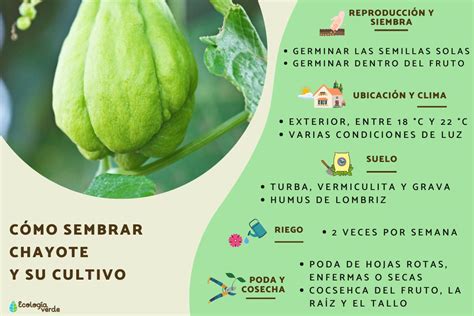 Cómo sembrar chayote y su cultivo Guía completa