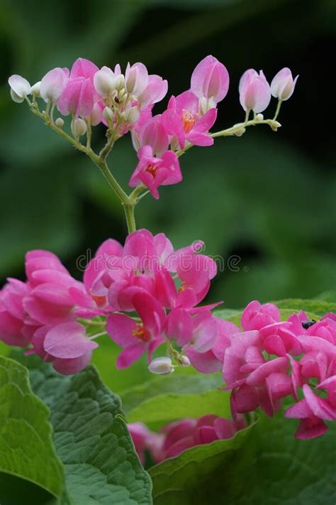 Mexican Creeper Also Called Antigonon Leptopus Coral Vine Queen S