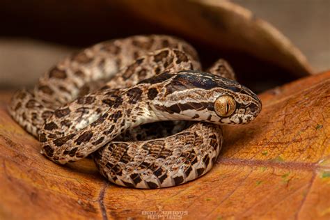 Boiga Multomaculata Many Spotted Cat Snake Hong Kong 2020 Artur