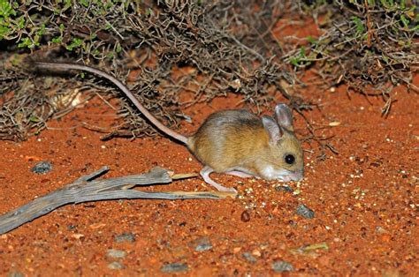 Uluru animals - Weird and wonderful creatures you can spot on your