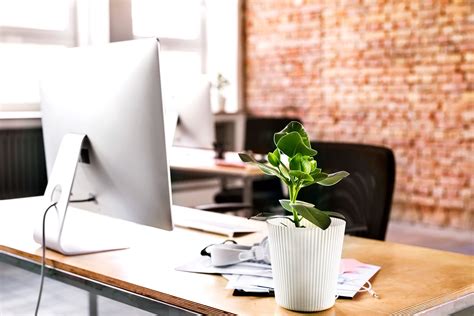 Beneficios De Tener Plantas En Tu Oficinas Glamour