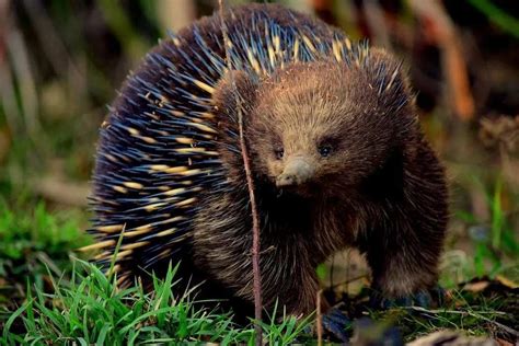 Fun Echidna Facts For Kids | Kidadl