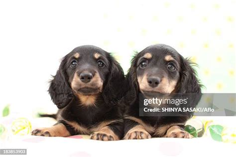 69 Black Miniature Dachshund Stock Photos, High-Res Pictures, and ...