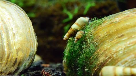 Malaysian Trumpet Snails: Care, Food, Size & Lifespan - Video