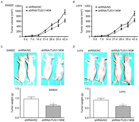 Long Non‑coding Rna Tug1 Promotes The Proliferation Of Colorectal