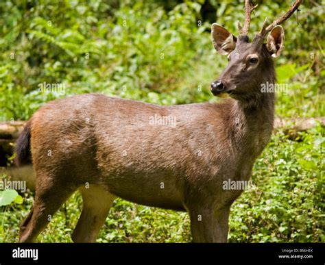 Thailand Deer Hi Res Stock Photography And Images Alamy