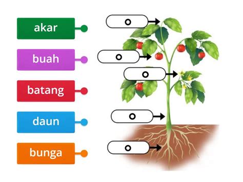 Mari Kenali Bahagian Tumbuhan Diagrama Con Etiquetas