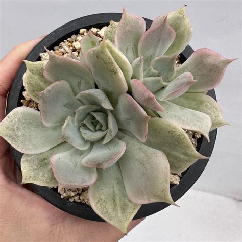 Echeveria Ensemble Dk Succulents Korea Rare Korean Succulents