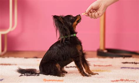 How to Teach a Dog to Sit: Step-by-Step | BeChewy