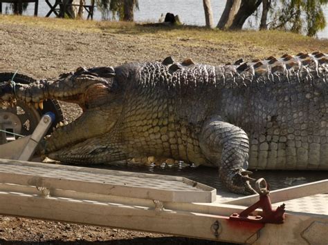 An Introduction To The Biggest Crocodile Ever That Makes 60 Off