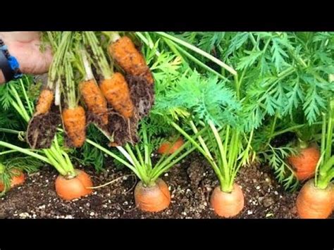 How To Grow Carrots At Home From Seeds Carrots Growing At Home Seed