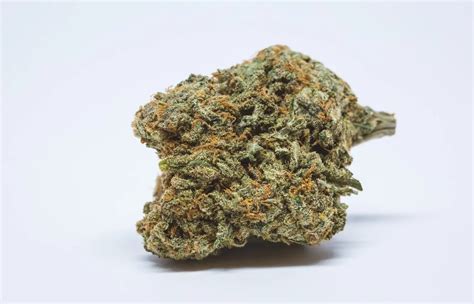 Cheese Strain Review Full Info 2022 AskGrowers