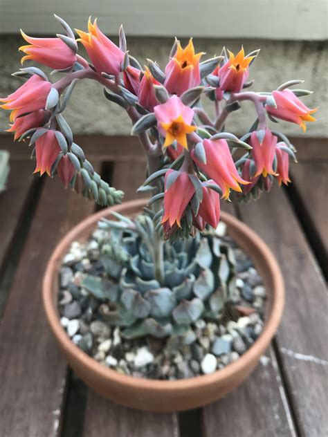 Oof Succulent R Hentai