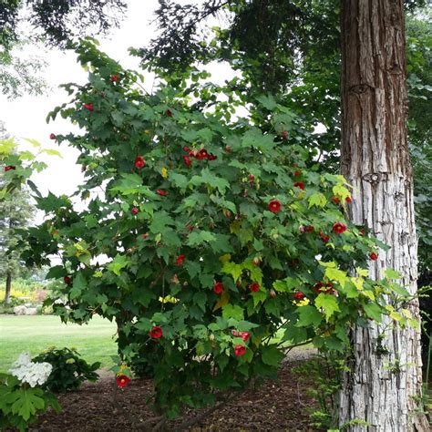 Abutilon Strybing Red Flowering Maple Mid Valley Trees