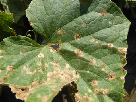 Anthracnose Fungal Disease How To Identify And Treat Okra In My Garden